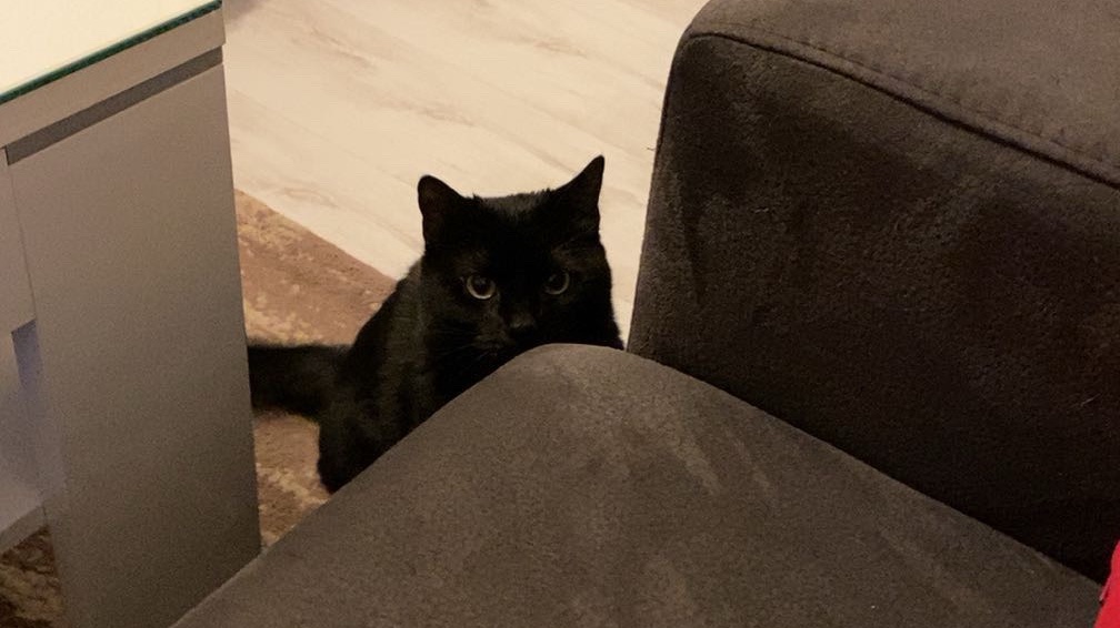 Garde d’animaux photo 5