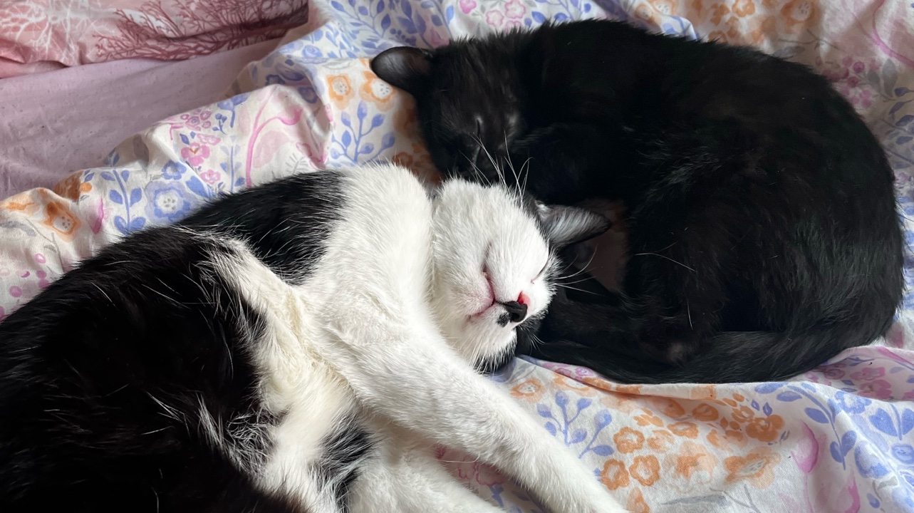 Garde d’animaux photo 6