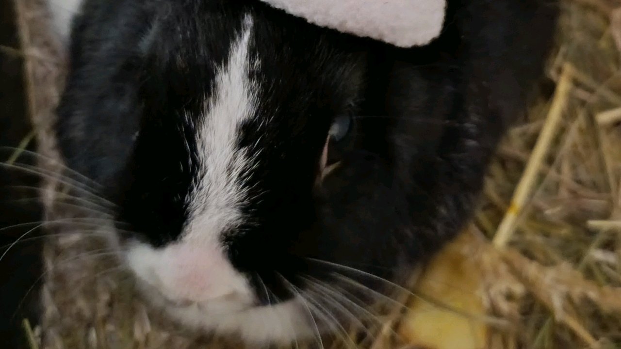 Garde d'animaux photo 3