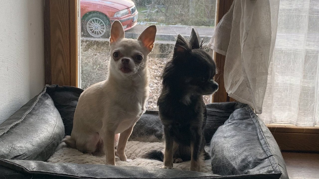 Garde d'animaux photo 2