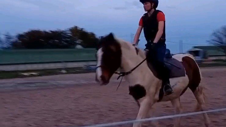 Gardiennage d'animaux photo 2