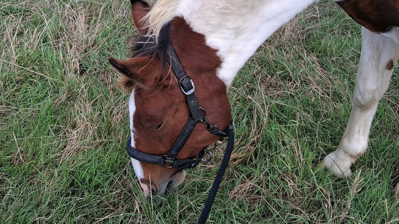 Gardiennage d'animaux