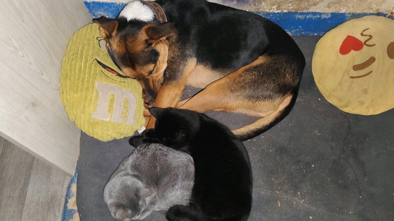 Pet sitting à domicile photo 3