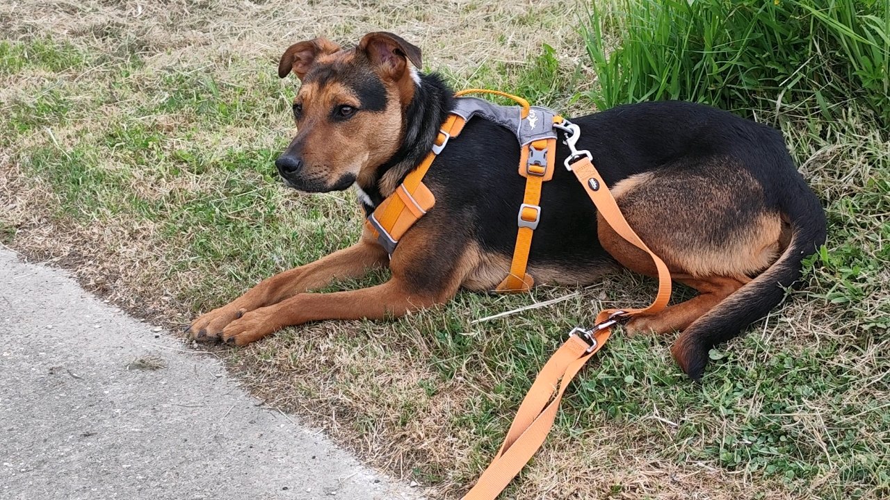 Pet sitting à domicile photo 2